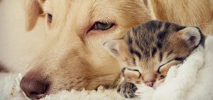 Sleepy dog and kitten