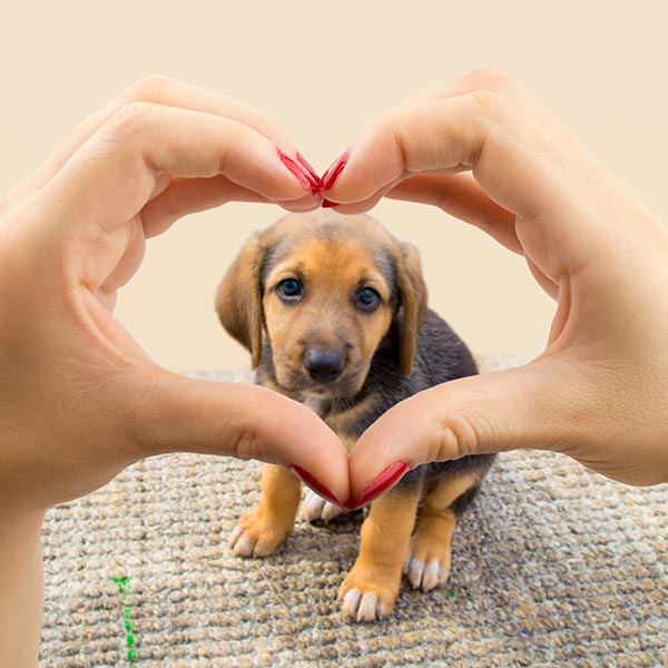 Heart shaped hands with cute dog